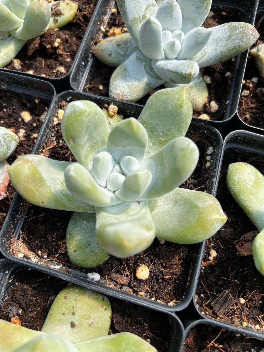 Rare Dudleya Pachyphytum Korean imported Succulent / 拇指仙女杯 top