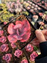 Load image into Gallery viewer, Echeveria Angel Wing single head - April Farm/Rare Succulents