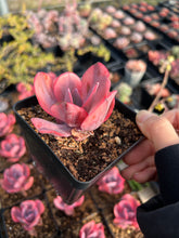 Load image into Gallery viewer, Echeveria Angel Wing single head - April Farm/Rare Succulents