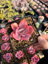 Load image into Gallery viewer, Echeveria Angel Wing single head - April Farm/Rare Succulents