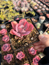 Load image into Gallery viewer, Echeveria Angel Wing single head - April Farm/Rare Succulents