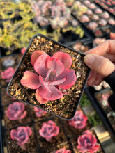 Load image into Gallery viewer, Echeveria Angel Wing single head - April Farm/Rare Succulents