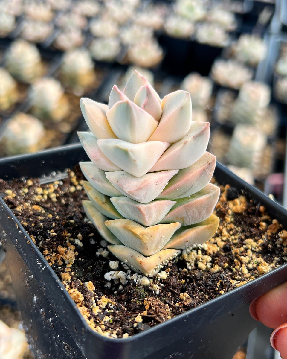 crassula moonglow succulent care Crassula Moonglow Variegated