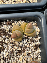 Load image into Gallery viewer, Gibbaeum dispar - April Farm/Rare Succulents