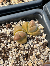 Load image into Gallery viewer, Gibbaeum dispar - April Farm/Rare Succulents