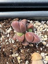 Load image into Gallery viewer, Gibbaeum dispar - April Farm/Rare Succulents