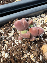 Load image into Gallery viewer, Gibbaeum dispar - April Farm/Rare Succulents