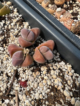 Load image into Gallery viewer, Gibbaeum dispar - April Farm/Rare Succulents