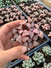 Load image into Gallery viewer, Haworthia pink mutica var. ssp. - April Farm/Rare Succulents