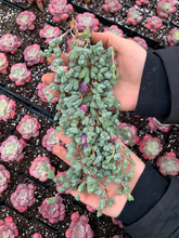 Load image into Gallery viewer, Echinus maximilianus large cutting - April Farm/Rare Succulents