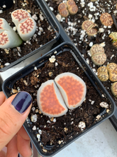 Load image into Gallery viewer, Rare Succulent - Large Lithops sp
