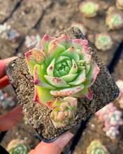Load image into Gallery viewer, Graptoveria 'Jadeíta' - April Farm/Rare Succulents