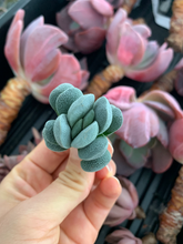 Load image into Gallery viewer, Crassula Tecta - April Farm/Rare Succulents