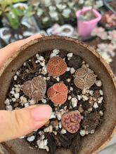 Load image into Gallery viewer, Trithops sp - April Farm/Rare Succulents