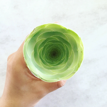 Load image into Gallery viewer, Greenovia Diplocycla ex La Gomera - 'Guarimiar Mountain Rose' - April Farm/Rare Succulents