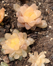 Load image into Gallery viewer, Haworthia Obtuse cv. 'Amber’ - April Farm/Rare Succulents