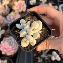 Load image into Gallery viewer, Rounded cotyledon orbiculata varigated small cluster - April Farm/Rare Succulents