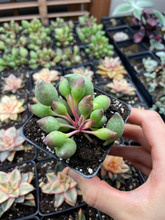 Load image into Gallery viewer, Adromischus cristatus 'indian clubs' - April Farm/Rare Succulents