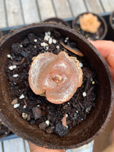 Load image into Gallery viewer, Bulbine mesembryanthemoides (green in winter) - April Farm/Rare Succulents