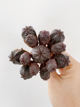 Load image into Gallery viewer, Euphorbia Pseudoglobosa hybrid - April Farm/Rare Succulents