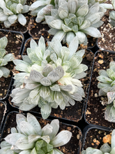 Load image into Gallery viewer, Haworthia cooperi cv. variegata Crystal “White Spots” cluster - April Farm/Rare Succulents