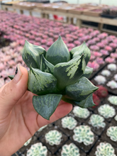 Load image into Gallery viewer, Haworthia Comptoniana Gobanrou - April Farm/Rare Succulents