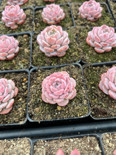 Load image into Gallery viewer, Echeveria Amazing Grace - April Farm/Rare Succulents