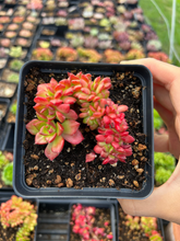 Load image into Gallery viewer, Echeveria Carol crested - April Farm/Rare Succulents