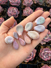 Load image into Gallery viewer, Rare Succulent - 10 x Graptopetalum/Pachyphytum/Stone/Pebbles Leaves