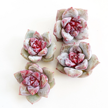Load image into Gallery viewer, Echeveria Trumso - April Farm/Rare Succulents