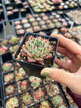Load image into Gallery viewer, Rare Succulents - Echeveria Black Zaragosa