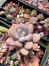Load image into Gallery viewer, Pachyphytum Frozen Beauty - April Farm/Rare Succulents