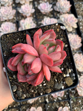 Load image into Gallery viewer, Echeveria Madonna - April Farm/Rare Succulents