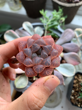 Load image into Gallery viewer, Haworthia Obtusa pink/purple - April Farm/Rare Succulents
