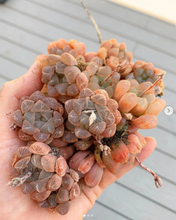 Load image into Gallery viewer, Haworthia var. Pink Obtusa (pup) - April Farm/Rare Succulents
