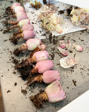 Load image into Gallery viewer, Aeonium Aurea ex El Hierro 'Pink Mountain Rose' Greenovia(green in winter and pink in summer) - April Farm/Rare Succulents