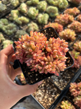 Load image into Gallery viewer, Echeveria Agavoides Christmas Eve crested - April Farm/Rare Succulents
