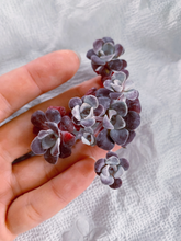 Load image into Gallery viewer, Sedum Spathulifolium - April Farm/Rare Succulents