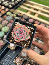 Load image into Gallery viewer, Echeveria "France Rose" single head - April Farm/Rare Succulents