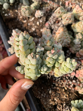 Load image into Gallery viewer, Crassula Deceptor - April Farm/Rare Succulents