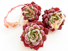 Load image into Gallery viewer, Echeveria Sarahime - April Farm/Rare Succulents