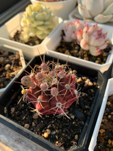 Load image into Gallery viewer, Cactus black dumshi - April Farm/Rare Succulents
