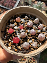 Load image into Gallery viewer, Conophytum burgeri (one mini plant 0.5-1cm 3.5years) - April Farm/Rare Succulents