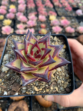 Load image into Gallery viewer, Echeveria agavoides Yellow Ebony - April Farm/Rare Succulents