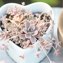 Load image into Gallery viewer, Orostachys Variegated Dunce Caps - April Farm/Rare Succulents