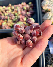 Load image into Gallery viewer, Adromischus cristatus 'indian clubs' - April Farm/Rare Succulents
