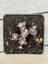 Load image into Gallery viewer, Sedum Spathulifolium - April Farm/Rare Succulents