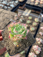 Load image into Gallery viewer, Graptoveria 'Jadeíta' - April Farm/Rare Succulents