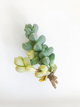 Load image into Gallery viewer, Variegated Astridia velutina - April Farm/Rare Succulents