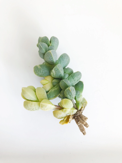 astridia velutina succulent Variegated Astridia velutina